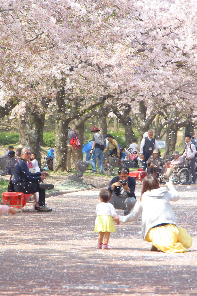万博記念公園　桜 ****