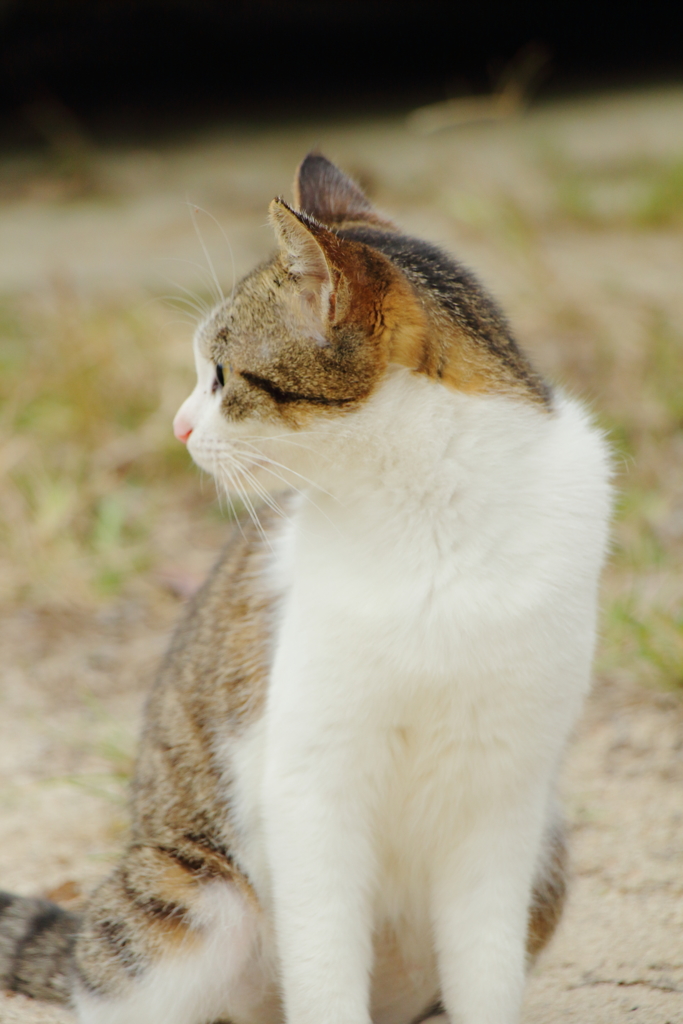 石垣島の猫 *
