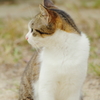 石垣島の猫 *