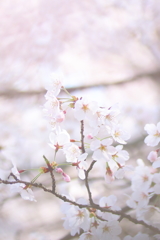 桜 ****