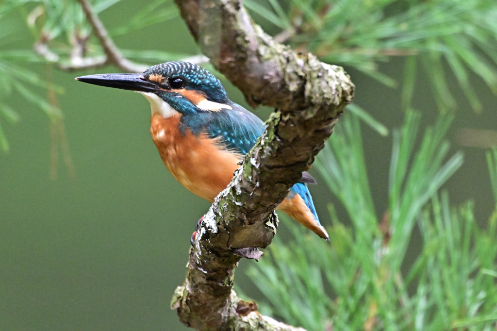 2025-2026翡翠散策_13