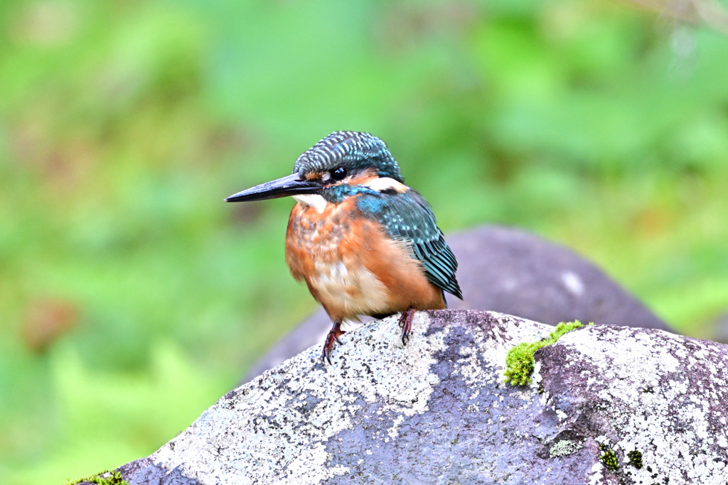 2025-2026翡翠散策_30