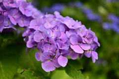 ２０２２紫陽花_01