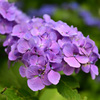 ２０２２紫陽花_01