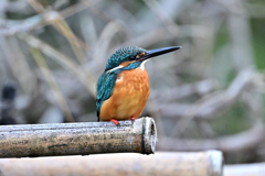 2025-2026翡翠散策_59