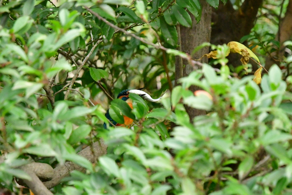 独り占め、カワセミくんの食事