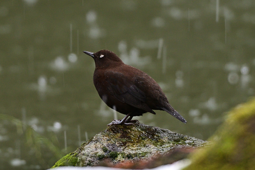 カラスと思えぬほどなのだが・・・気を閉じると(-_-;)