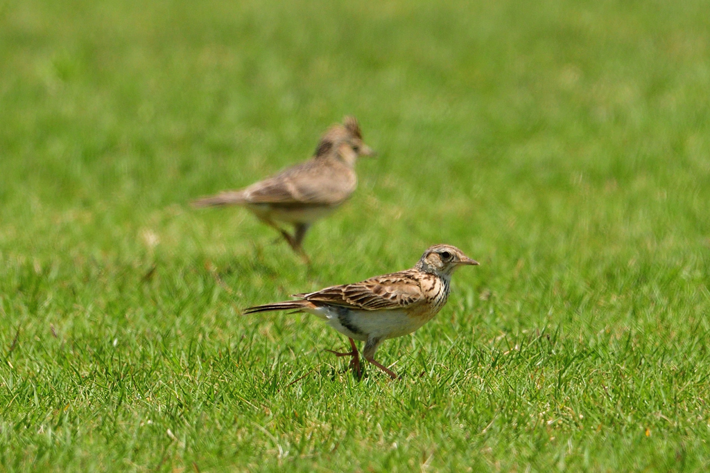 小松空港の近くで会える野鳥（３）