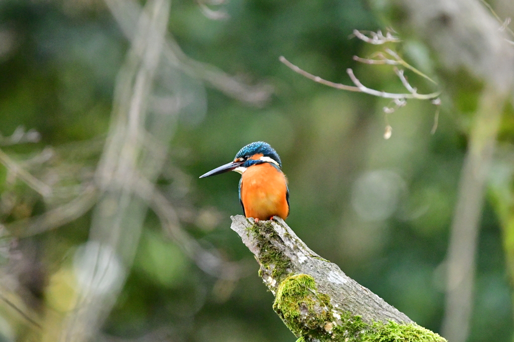 冬、最初のカワセミ（５）