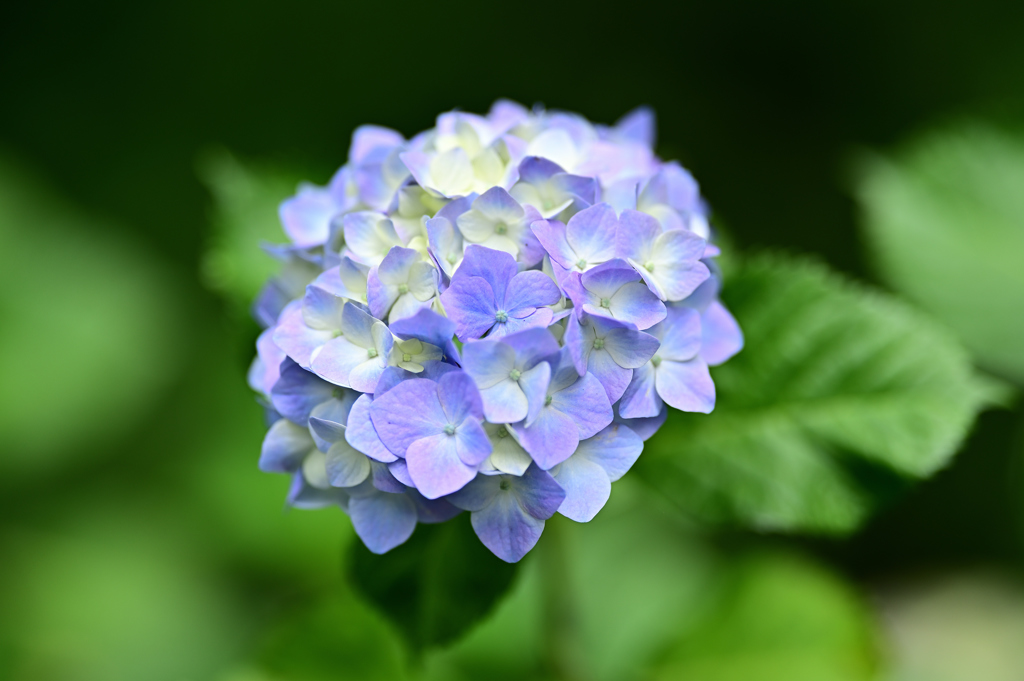 紫陽花いろいろ（６）