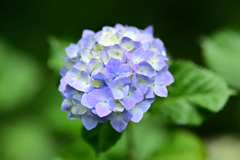 紫陽花いろいろ（６）