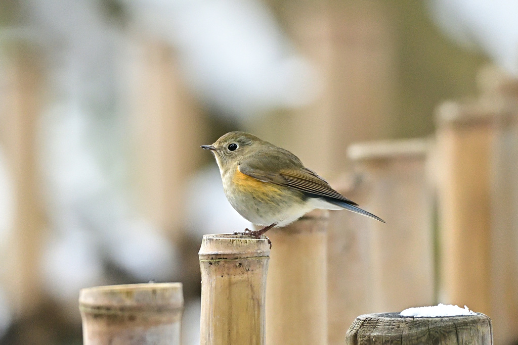 ルリビタキとの出会い（♀）_05