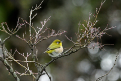 兼六園内の野鳥達（３）