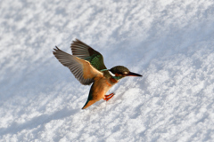 カワセミの雪浴び（１）