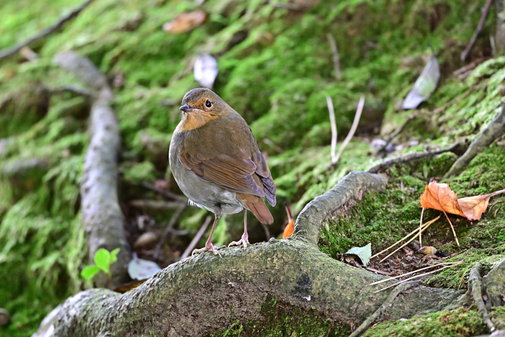 駒鳥、そうコマドリさん_07