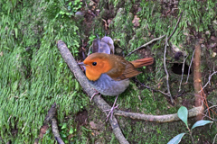 2025-2026野鳥散策_コマドリ_09