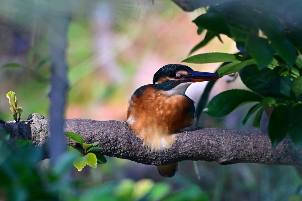 2022翡翠ポートレート_06