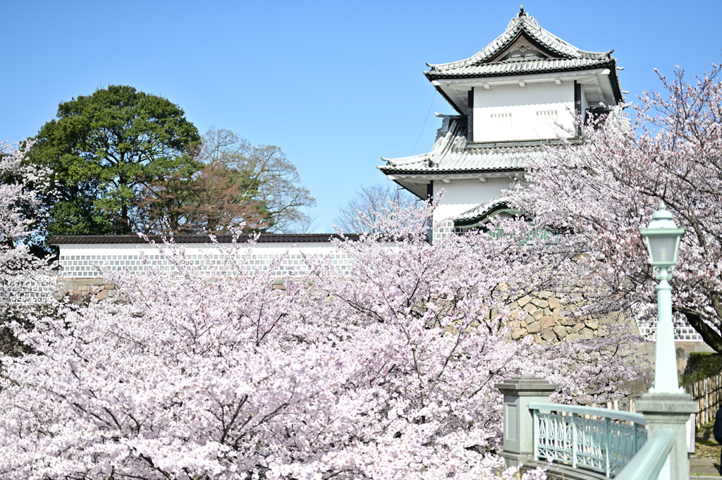 桜満開、古都金沢_04