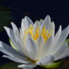 蓮の花の季節になりました（２）