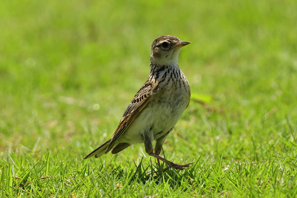 小松空港近くで会える野鳥達（４）