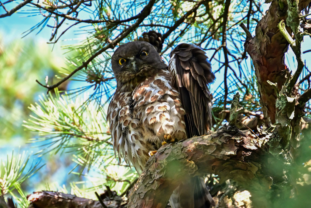 ２０２２今年も、やって来たズクさん_01