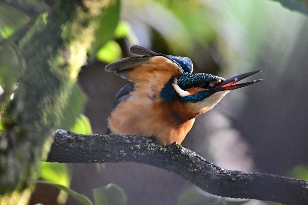 2025-2026翡翠散策_114