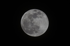 ４月の満月、pink moon。