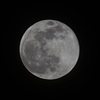 ４月の満月、pink moon。