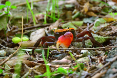 カニかいな・・・（２）