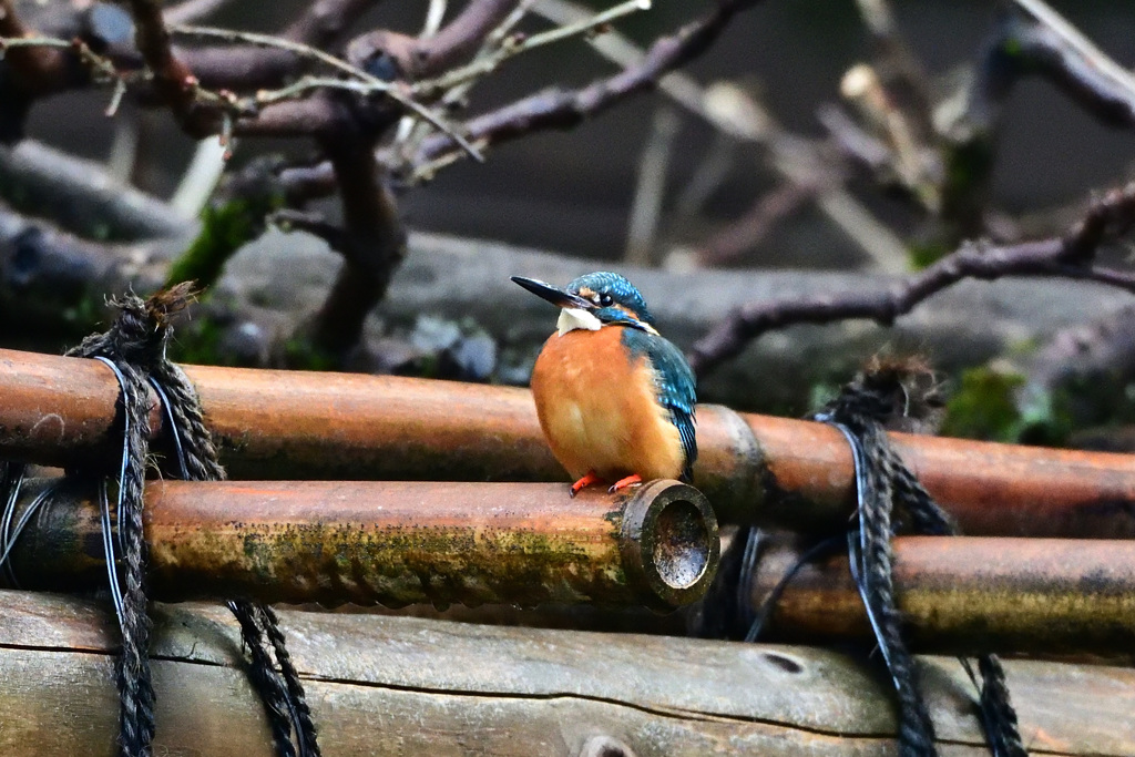 藤棚から、こんにちわ_01