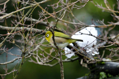 兼六園内の野鳥達（１）