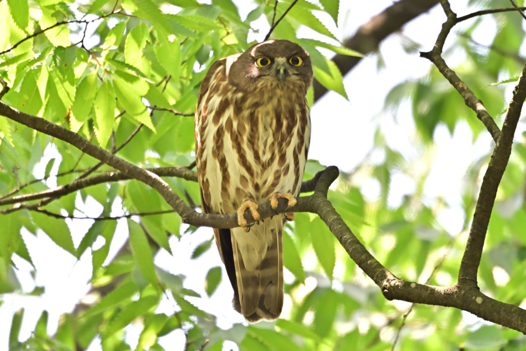 2024_今年のズクさん_09