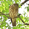 2024_今年のズクさん_09