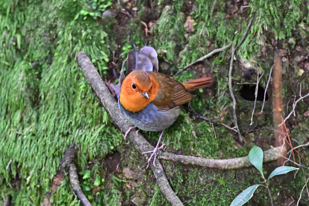 2025-2026野鳥散策_コマドリ_08