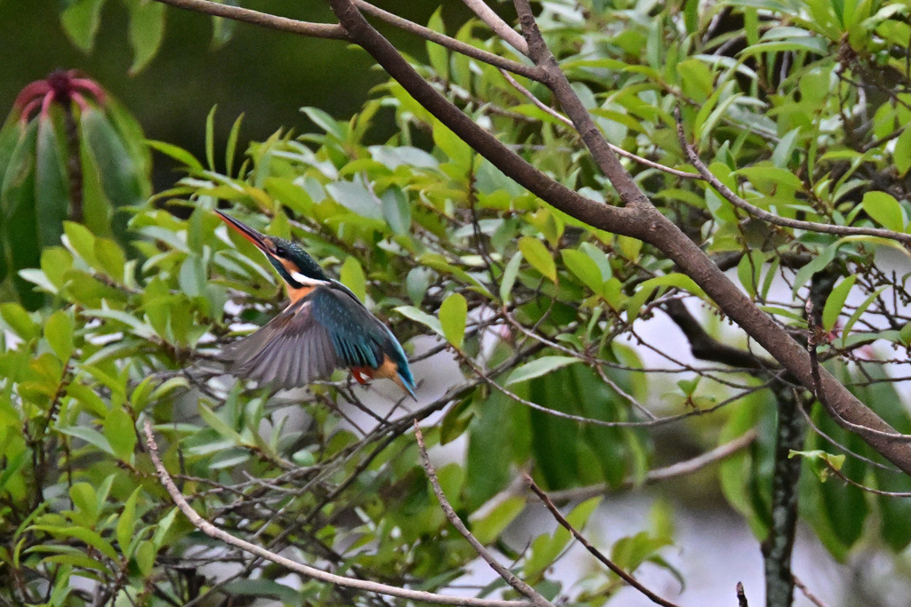 翡翠さん飛翔！