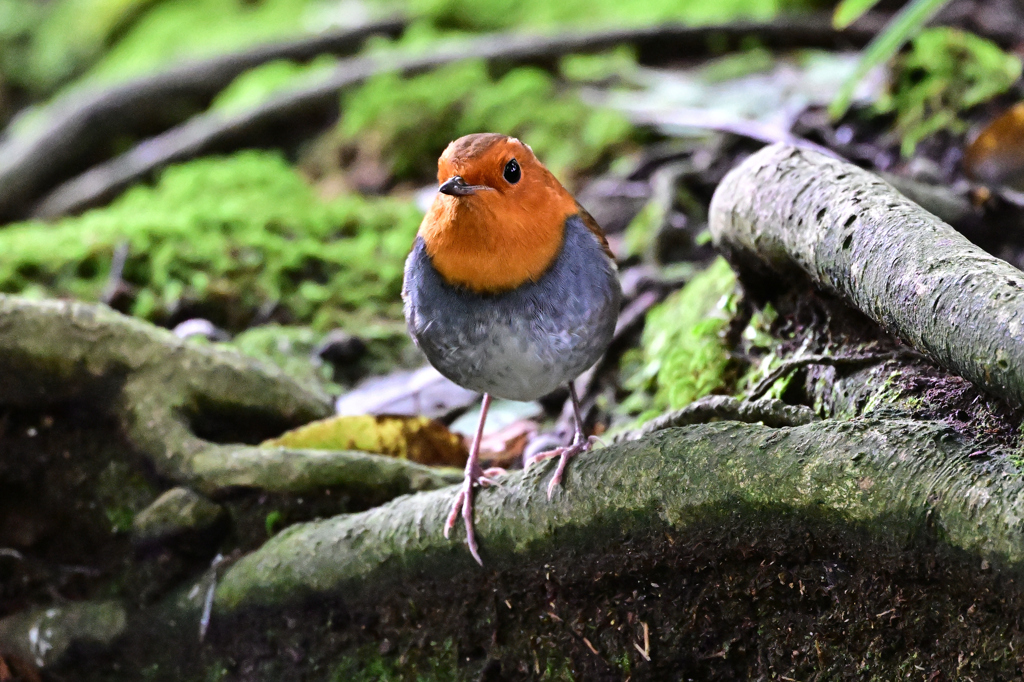 2025-2026野鳥散策_コマドリ_04