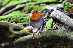 2025-2026野鳥散策_コマドリ_04