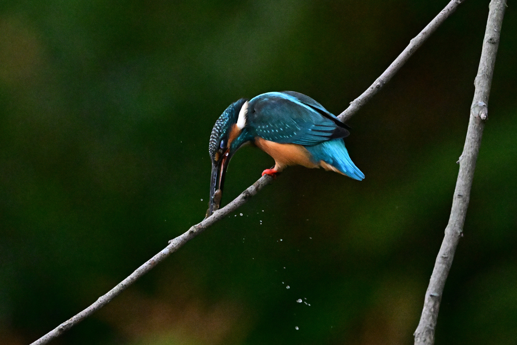 2025-2026翡翠散策_63