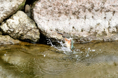 お城のお堀の出来事（１）