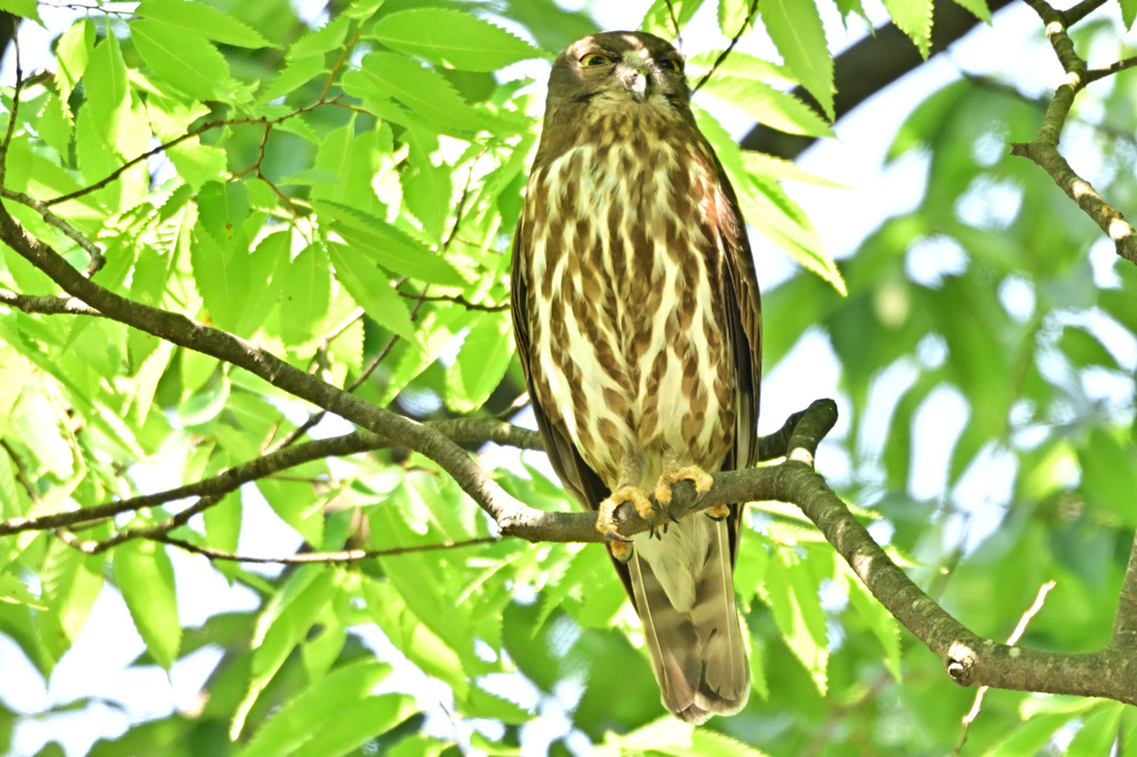 2024_今年のズクさん_08
