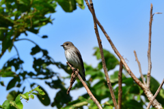 普正寺の森の野鳥達（１）
