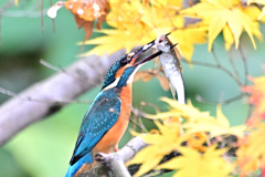 2025-2026翡翠散策_45