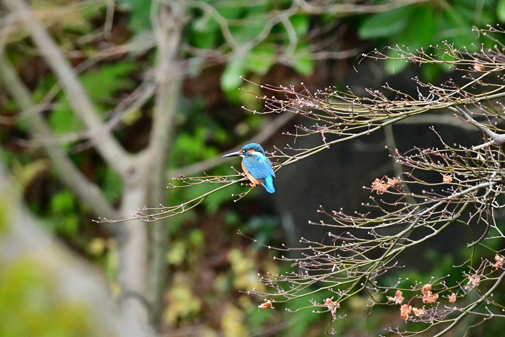 冬、最初のカワセミ（４）