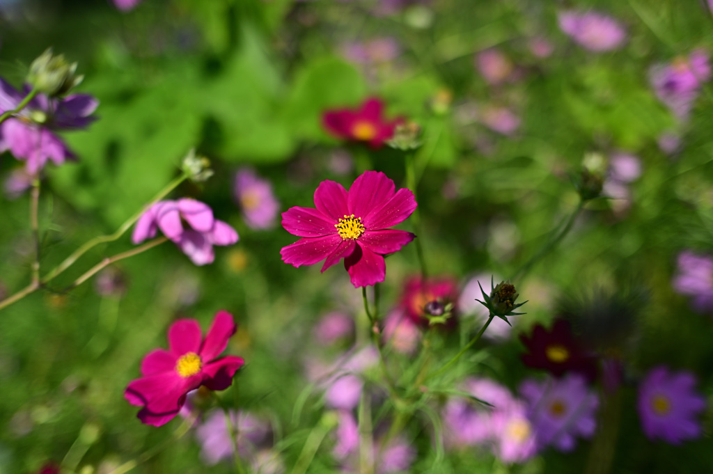 ２０２１秋桜_04