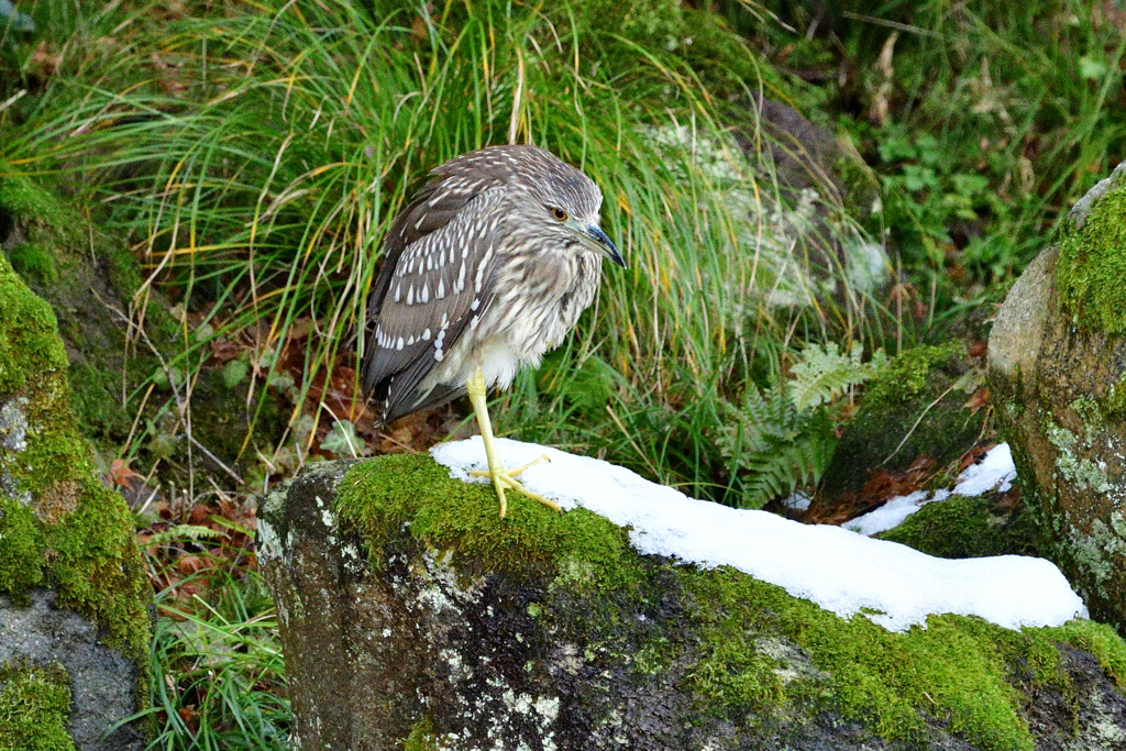兼六園内の野鳥達（２）