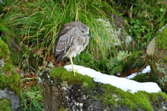 兼六園内の野鳥達（２）