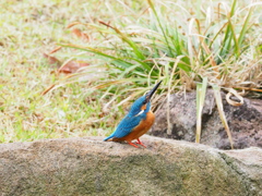 青い鳥との再会（２）