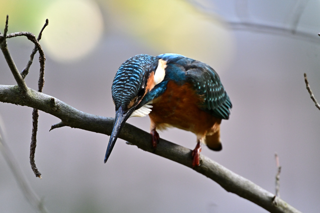 2025-2026翡翠散策_112