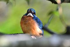 2025-2026翡翠散策_109