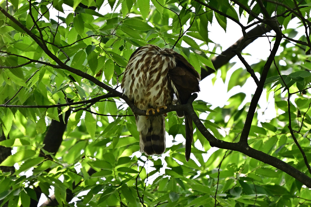 2024_今年のズクさん_06